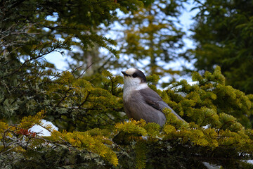 Wild bird