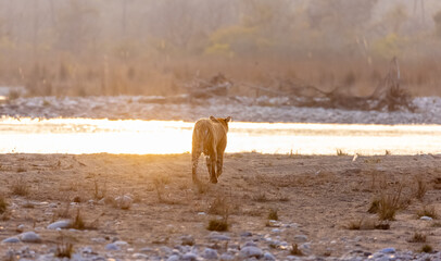 Female tigress (Panthera tigris) near river at jim corbett forest.