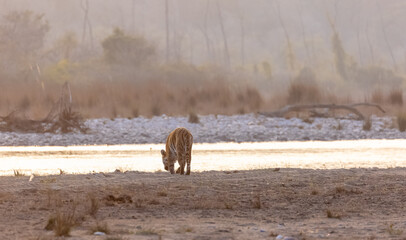 Female tigress (Panthera tigris) near river at jim corbett forest.