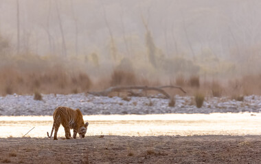 Female tigress (Panthera tigris) near river at jim corbett forest.