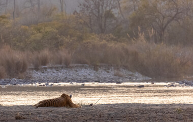 Female tigress (Panthera tigris) near river at jim corbett forest.