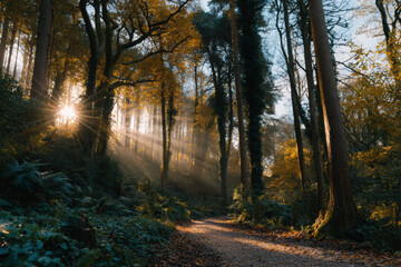 Obraz premium Golden sunlight filters through autumn trees along a forest path