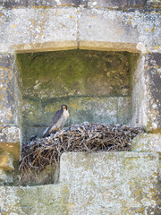 Female Peregrine Falcon on a Nest with Chicks