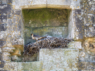 Female Peregrine Falcon on a Nest with Chicks