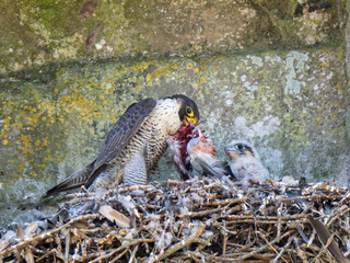 Female Peregrine Falcon on a Nest Feeding Chicks