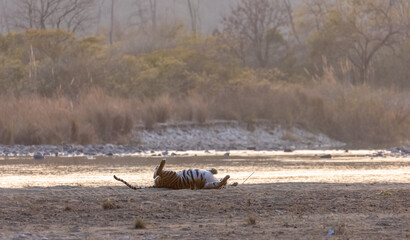 Female tigress (Panthera tigris) near river at jim corbett forest.