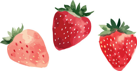 watercolour drawn strawberry