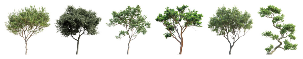 Fototapeta premium PNG Diverse realistic tree collection, element set on transparent background