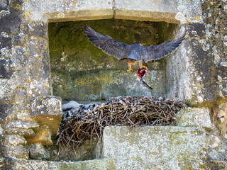 Female Peregrine Falcon Flying into a  Nest with Chicks