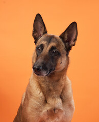 A Belgian Malinois is featured against an orange backdrop with a focused gaze. The bright colors...