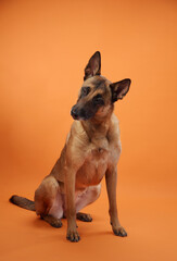 A Belgian Malinois sits alertly on an orange backdrop, its body slightly angled with a sharp gaze. The warm tones highlight the dog's strong and focused character.