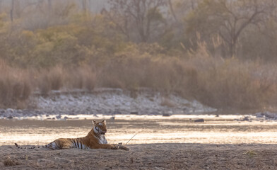Female tigress (Panthera tigris) near river at jim corbett forest.