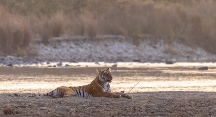 Female tigress (Panthera tigris) near river at jim corbett forest.