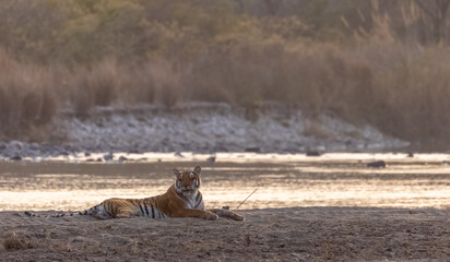 Female tigress (Panthera tigris) near river at jim corbett forest.