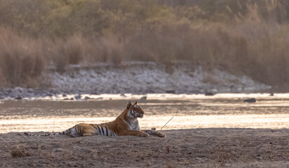 Female tigress (Panthera tigris) near river at jim corbett forest.