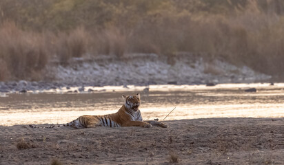 Female tigress (Panthera tigris) near river at jim corbett forest.