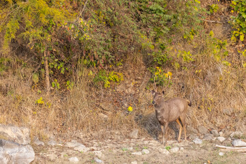 Sambar deer (Rusa unicolor) standing near river in the forest of Corbett National park.