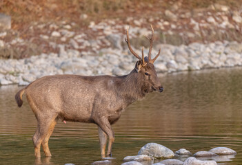 Sambar deer (Rusa unicolor) standing near river in the forest of Corbett National park.