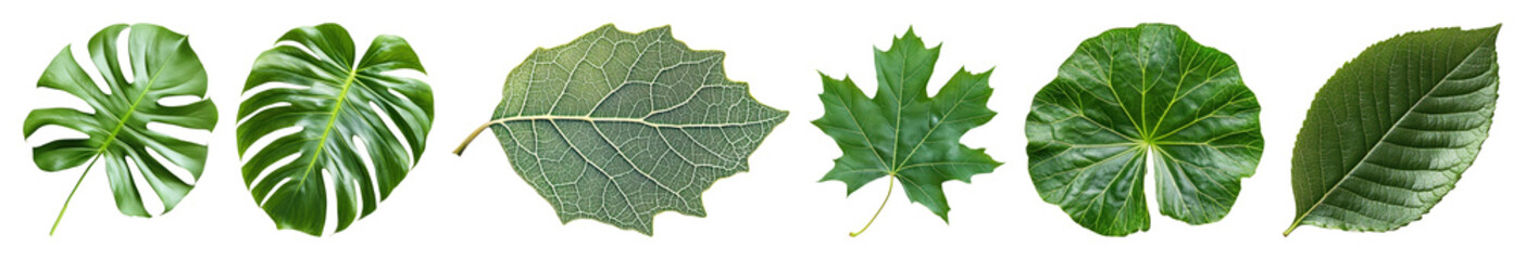 PNG Diverse green leaf collection, element set on transparent background