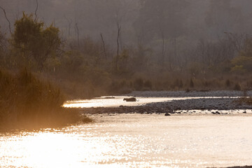 Female tigress (Panthera tigris) crossing the river in the forest of jim corbett national park.