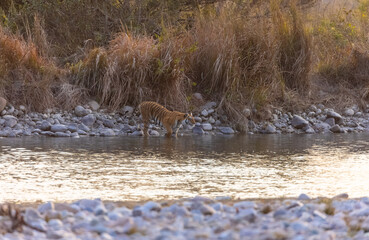 Female tigress (Panthera tigris) crossing the river in the forest of jim corbett national park.
