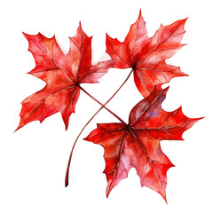 watercolor vector of Bright Red Maple Leaves, isolated on a white background.