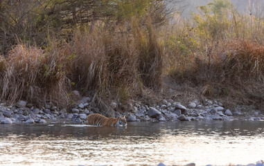 Female tigress (Panthera tigris) crossing the river in the forest of jim corbett national park.