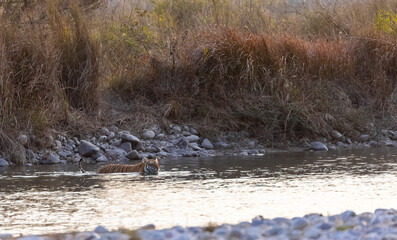 Female tigress (Panthera tigris) crossing the river in the forest of jim corbett national park.