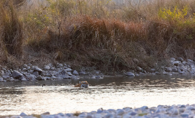 Female tigress (Panthera tigris) crossing the river in the forest of jim corbett national park.