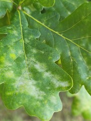 close up of green leaf