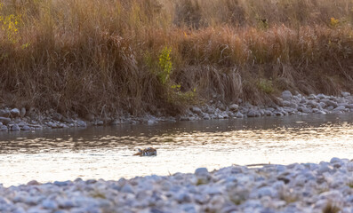 Female tigress (Panthera tigris) crossing the river in the forest of jim corbett national park.