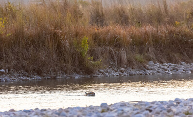 Female tigress (Panthera tigris) crossing the river in the forest of jim corbett national park.