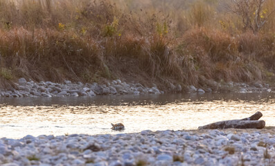 Female tigress (Panthera tigris) crossing the river in the forest of jim corbett national park.