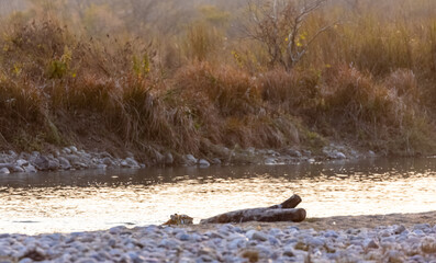 Female tigress (Panthera tigris) crossing the river in the forest of jim corbett national park.