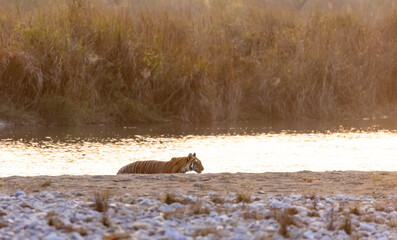 Female tigress (Panthera tigris) crossing the river in the forest of jim corbett national park.