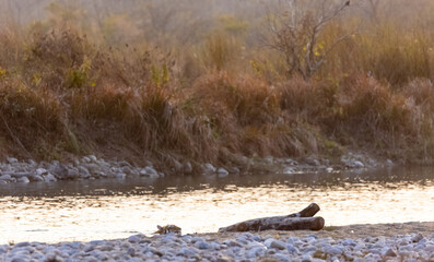 Female tigress (Panthera tigris) crossing the river in the forest of jim corbett national park.