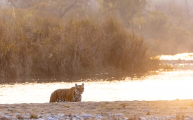 Female tigress (Panthera tigris) crossing the river in the forest of jim corbett national park.