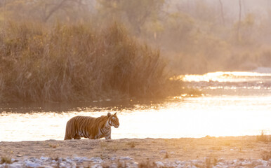 Female tigress (Panthera tigris) crossing the river in the forest of jim corbett national park.