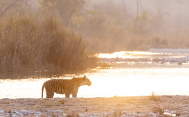 Female tigress (Panthera tigris) crossing the river in the forest of jim corbett national park.