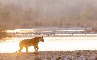 Female tigress (Panthera tigris) crossing the river in the forest of jim corbett national park.