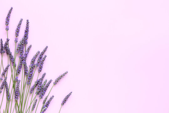 Lavender flowers coner on a soft pink background with place for text