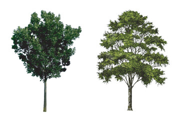 Obraz premium Green foliage tree isolated on white background