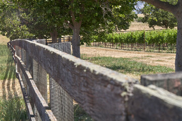 Vineyard with Wooden Fence and Shade Trees in Summer
