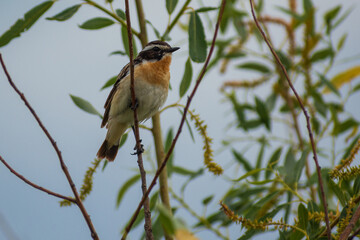 Whinchat perched on a branch