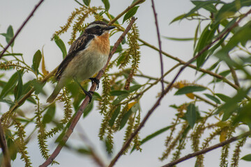 Whinchat perched on a branch