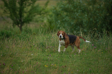 beagle dog in the grass