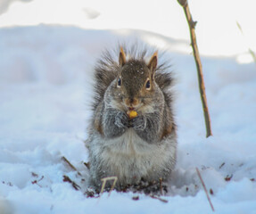 Winter Snack Time – Squirrel Holding a Nut in Snow