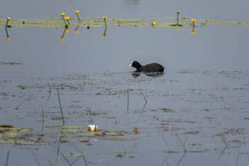 Eurasian Coot on the water