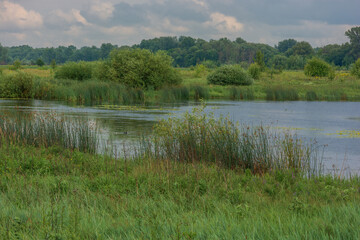 reflection of trees in water