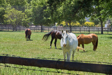 Horses Grazing on Green Pasture with Trees in Background
